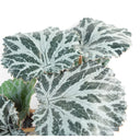 50cm Artificia Trailing Begonia Plant