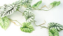 6 x 120cm Artificial Hanging Trailing Plant Alocasia Dragon Scale Light
