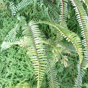 100cm Artificial Green Wall Fern Large