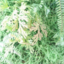 100cm Artificial Green Wall Fern Large