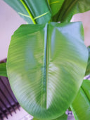 120cm Artificial Banana Plant Tropical Natural Tree