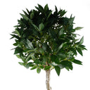120cm UV Resistant Artificial Bay Tree with 800 Leaves