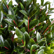 90cm UV Resistant Gloxinia Single Ball Topiary with 1608 Leaves and Natural Trunk