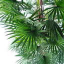 120cm Fan Palm Artificial Tree