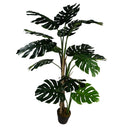 150cm (5ft) Luxury Monstera Plant Black Pot