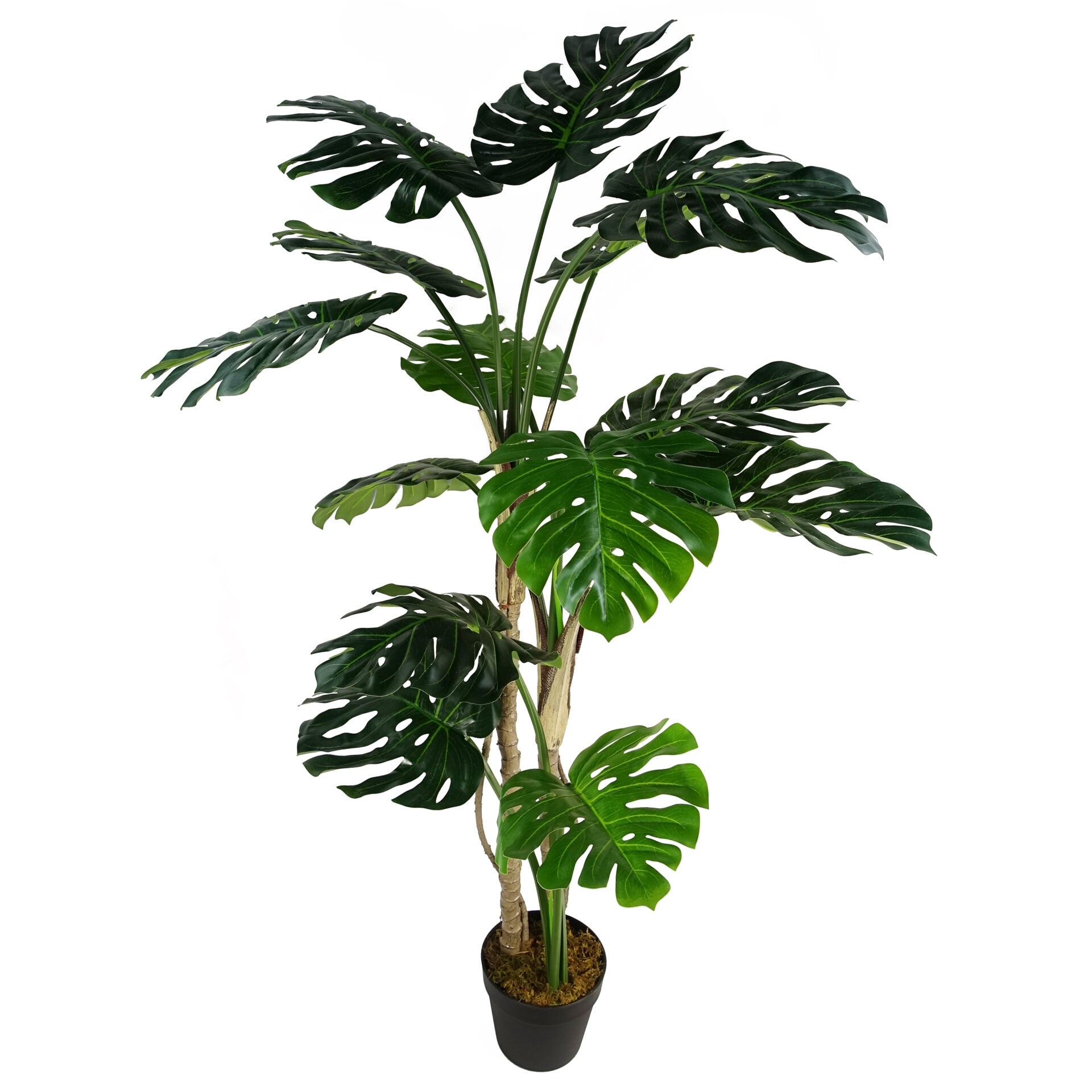 monstera plant for sale uk 150cm (5ft) Luxury Monstera Plant Black Pot