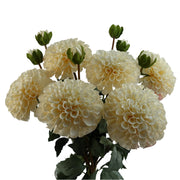 6 x 75cm Dhalia PomPom Artificial Flowers Cream