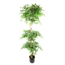180cm Artificial Twisted Trunk Fruticosa Ficus Tree Triple Ball Topiary 1984 Leaves