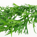 Pack of 6 x 80cm Hanging Artificial Staghorn Fern