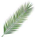 Pack of 6 x 100cm Realistic Artificial Palm Leaf