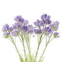 Pack of 6 x 60cm Purple Starflower Stem - 30 Flowers