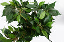 60cm Artificial Mini Ficus Bush Plant in Decorative Planter