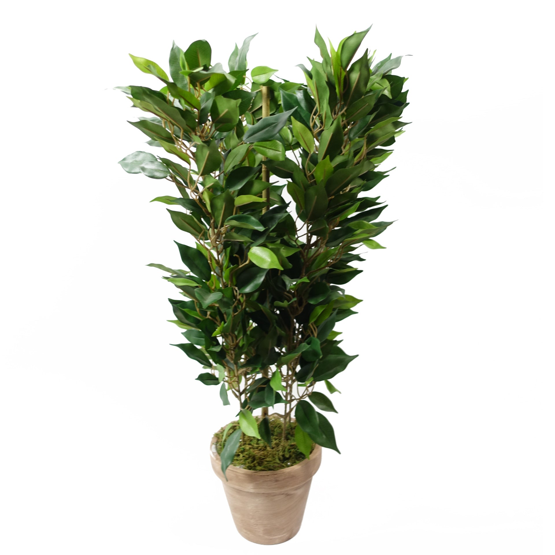 60cm Artificial Mini Ficus Bush Plant in Decorative Planter