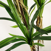 180cm Artificial Dracaena Plant