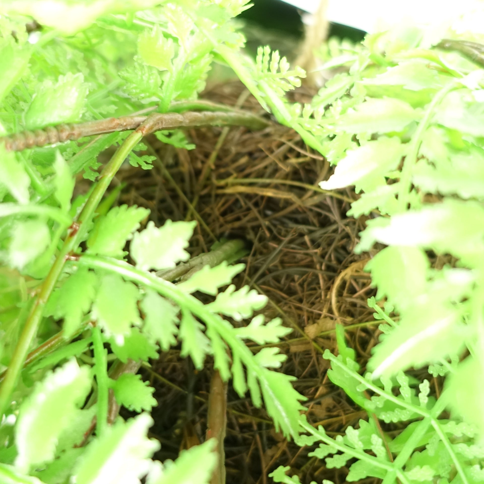 110cm Artificial Hanging Fern Ball - Extra Large