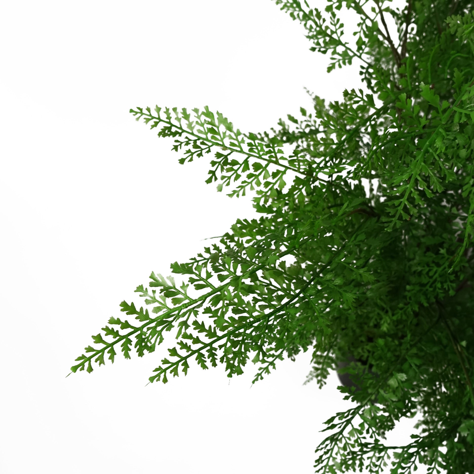 100cm Artificial Maidenhair Fern Plant