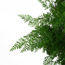 100cm Artificial Maidenhair Fern Plant