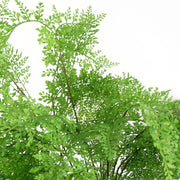 100cm Artificial Maidenhair Fern Plant