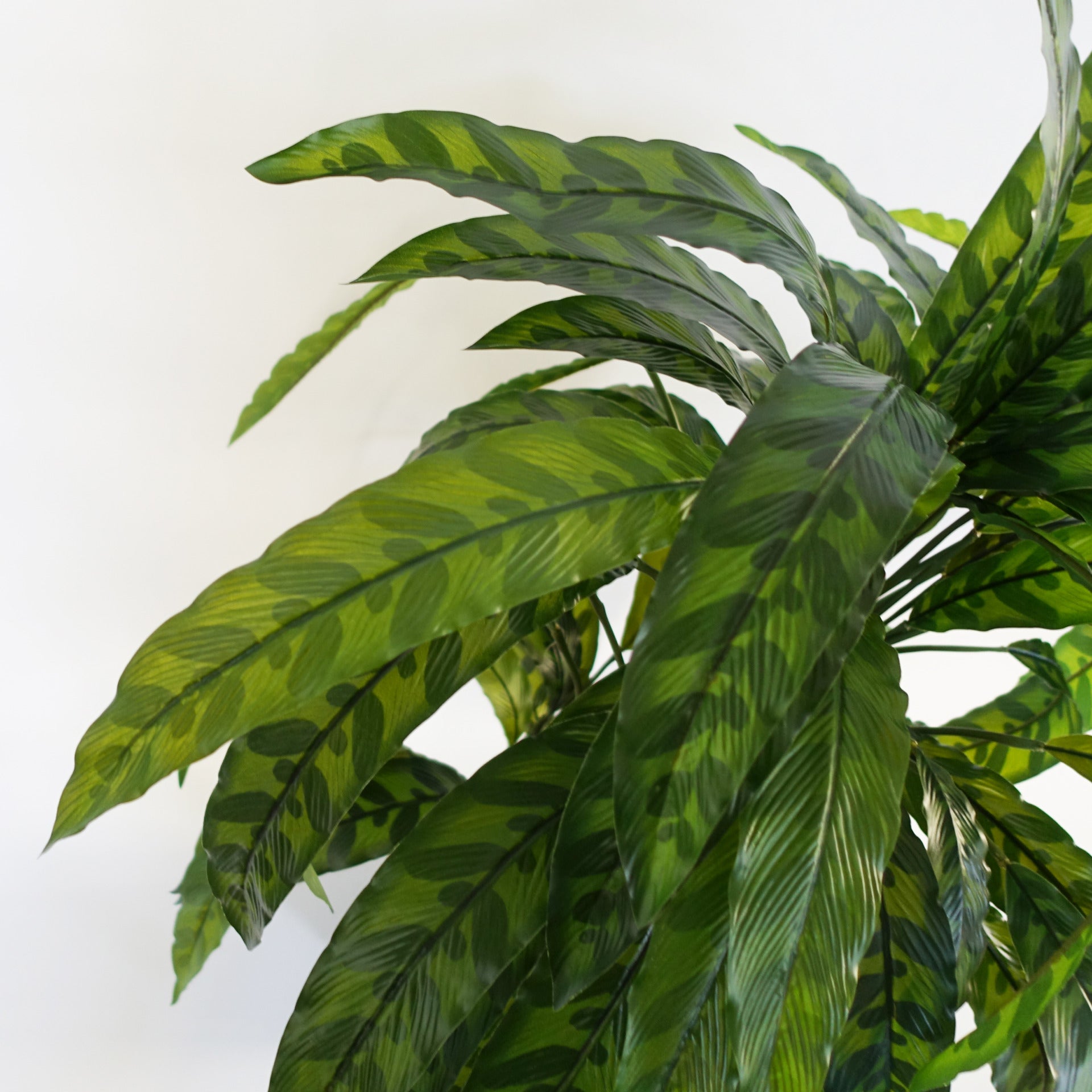 60cm Variegated Artificial Calathea Plant