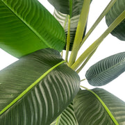 150cm UV Traveller Banana Palm Tree