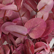 Pack of 6 x 80cm Pink Eucalyptus Foliage Stem