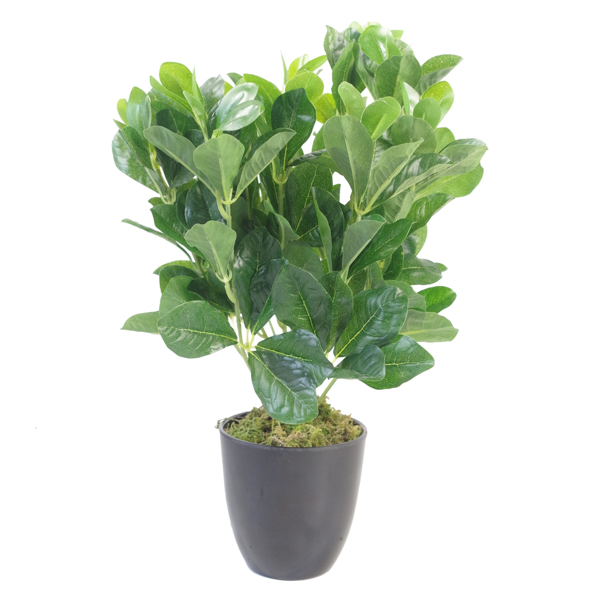 45cm Geranium Aralia (Polyscias Guilfoylei) Bush Artificial Plant
