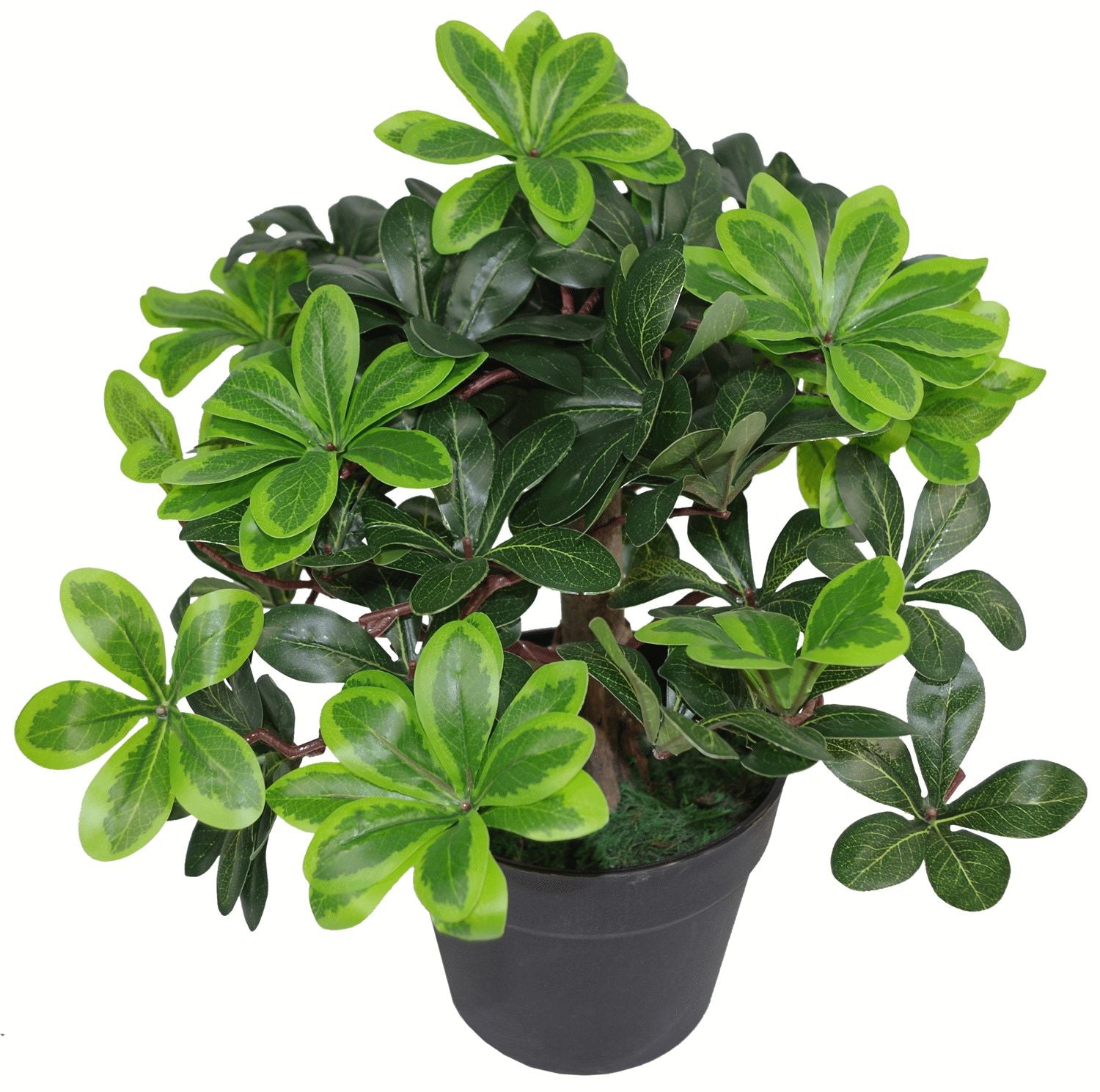 40cm Artificial Pittosporum Tobira Ficus - Australian Laurel Plant