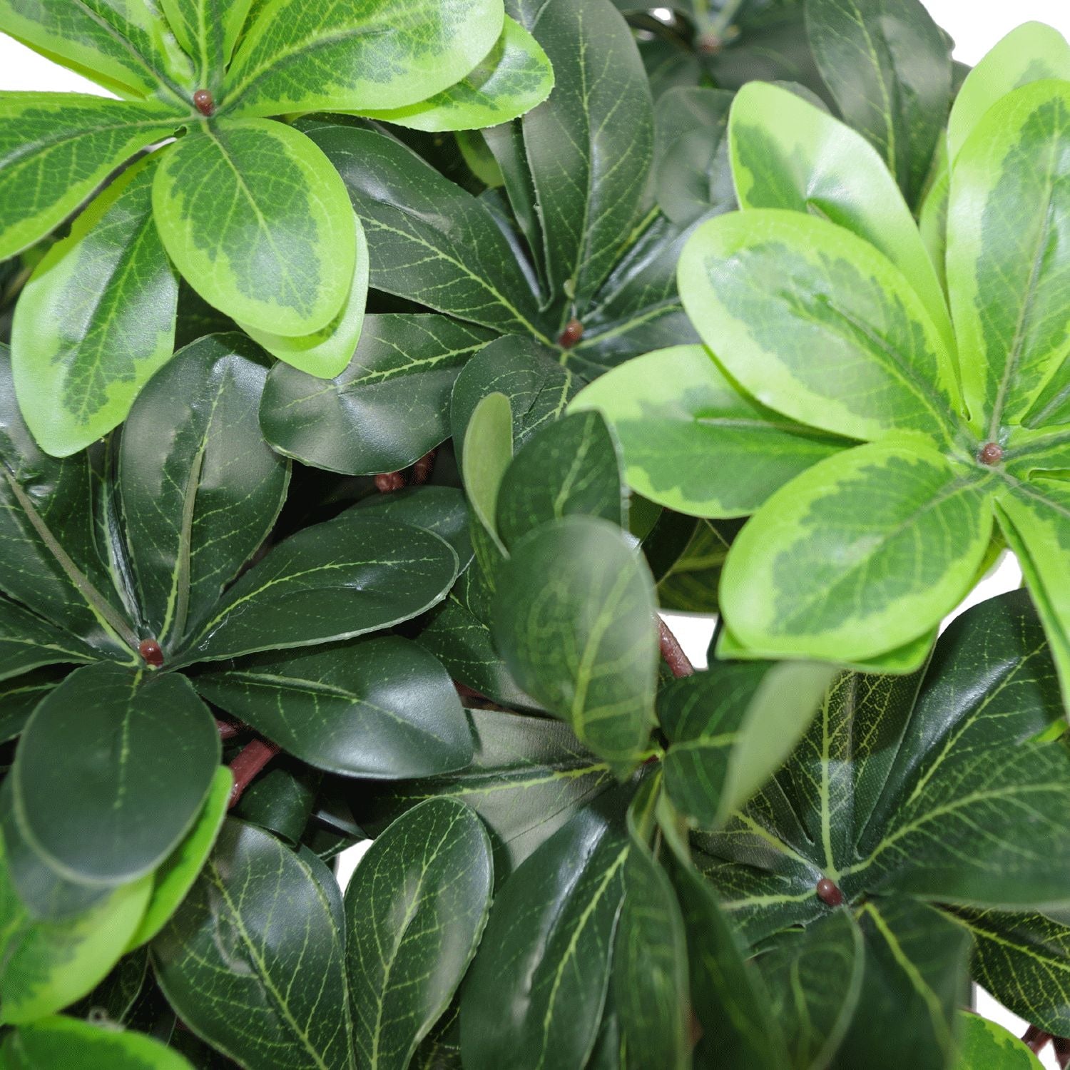 40cm Artificial Pittosporum Tobira Ficus - Australian Laurel Plant