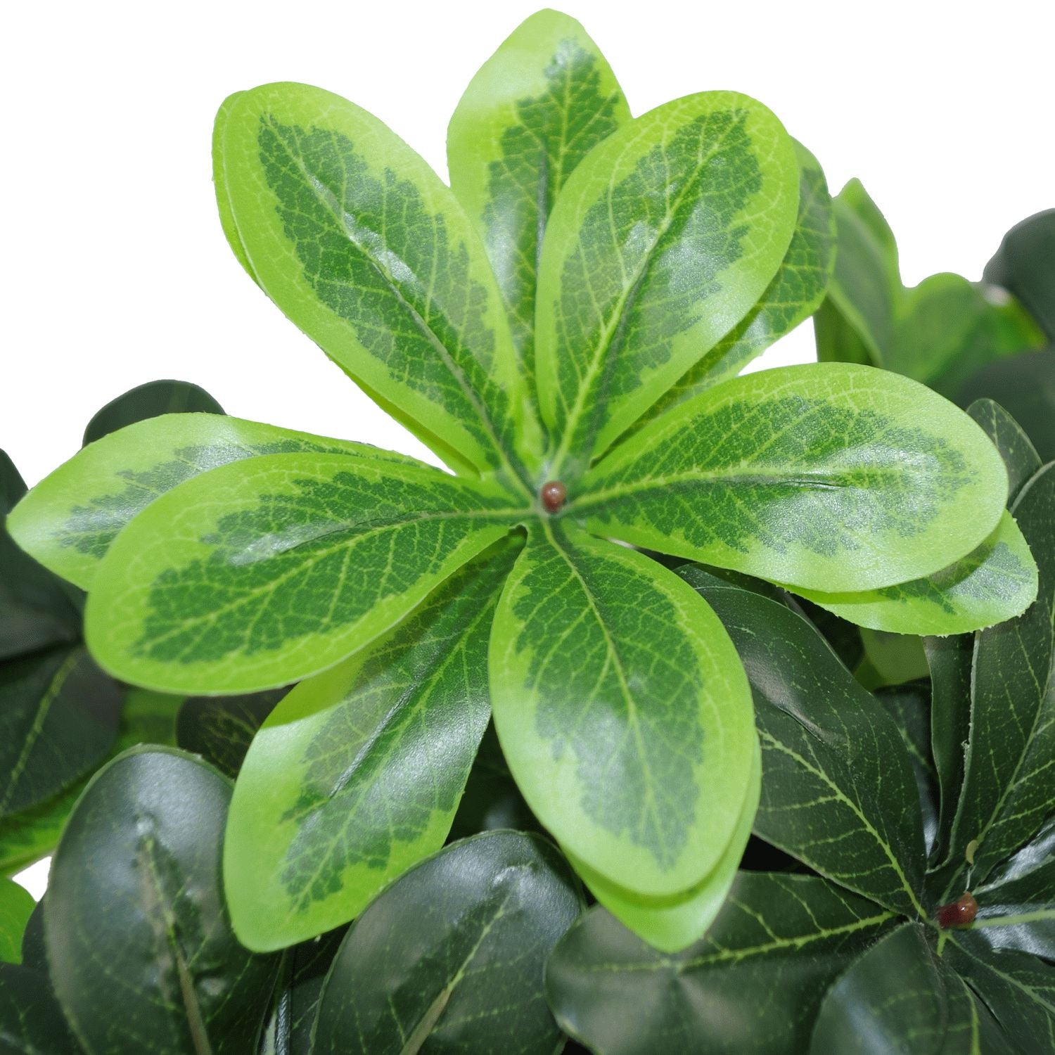 40cm Artificial Pittosporum Tobira Ficus - Australian Laurel Plant