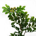 45cm Artificial Aglaia Odorata Bonsai Ficus Tree