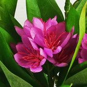 18cm Artificial Freesia Plant Dark Pink Flowering