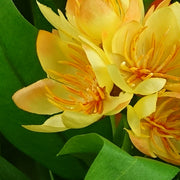 18cm Artificial Freesia Plant Yellow Flowering