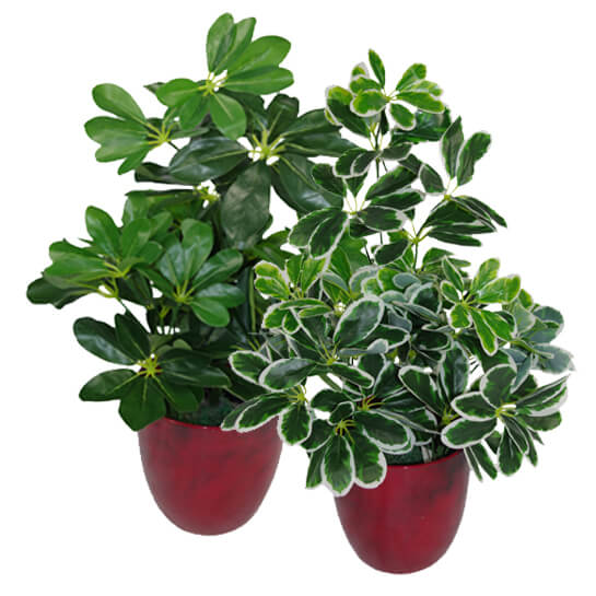 55cm Dark Green Artificial Schefflera Arboricola Plant