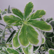 100cm Artificial Umbrella Tree Ficus Indoor Plant - Extra Large