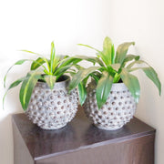 40cm Artificial Dracaena Pot Plant - Variegated Leaves