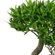 75cm Artificial Podocarpus Tree With Black Pot - Premium Range
