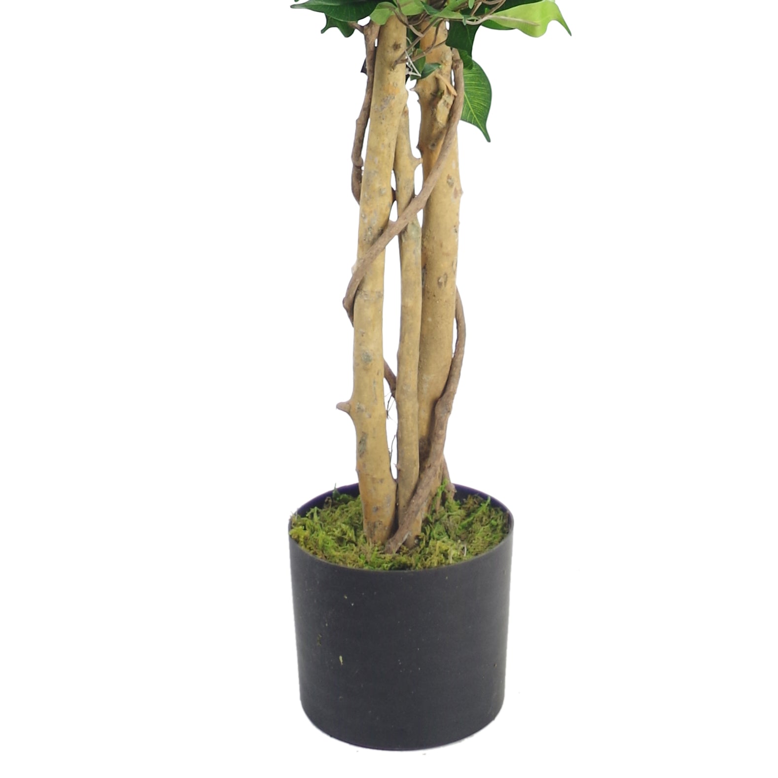 120cm Premium Artificial Ficus Twist Tree