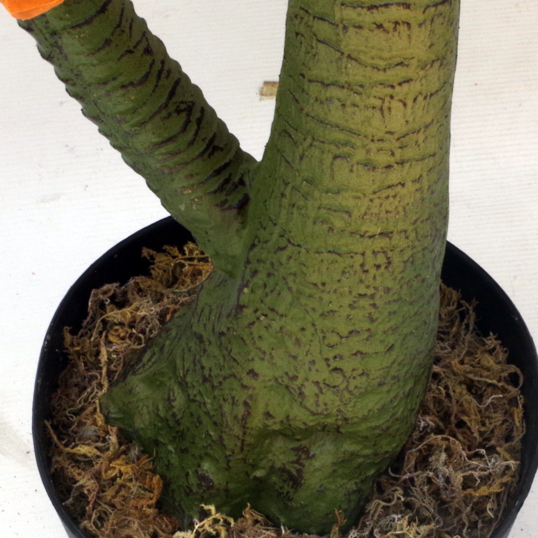 110cm Artificial Dracaena Nolina Recurvata Palm Tree