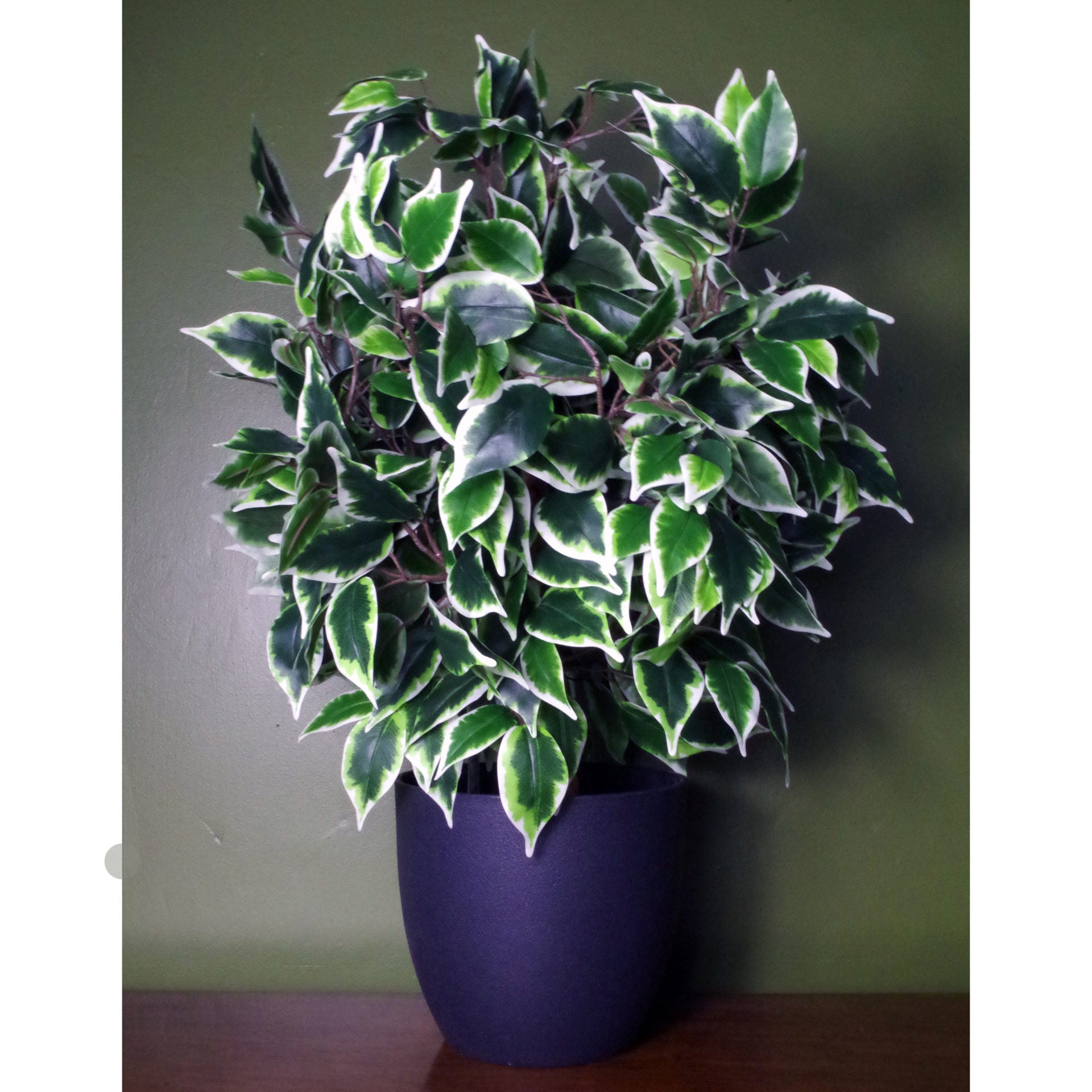 60cm Premium Artificial Variegated Artificial Ficus Ball in Pot