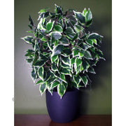 60cm Premium Artificial Variegated Artificial Ficus Ball in Pot