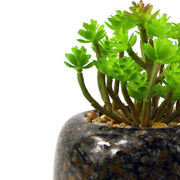 14cm Ceramic Spotted Planter with Artificial Sedum Clavatum Plant