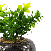 16cm Ceramic Spotted Planter with Artificial Crassula Plant