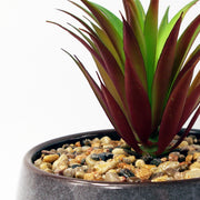 18cm Ceramic Blue Dish Planter with Artificial Red Dracaena Plant