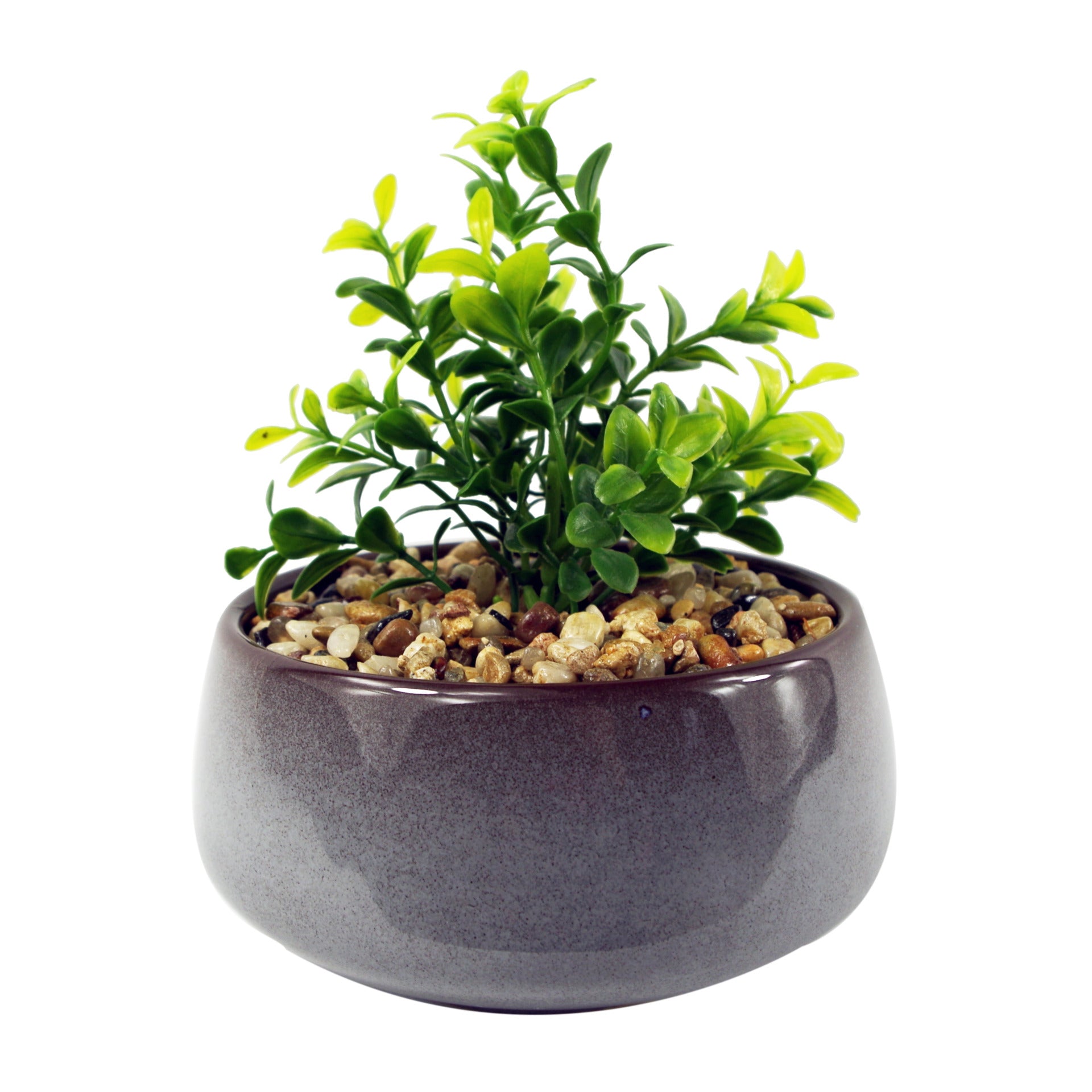 16cm Ceramic Blue Dish Planter with Artificial Crassula Plant