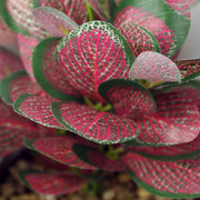 23cm Ceramic Tall Blue Planter with Artificial Red Mosaic Plant