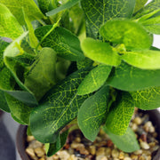 23cm Ceramic Tall Blue Planter with Artificial Green Mosaic Plant