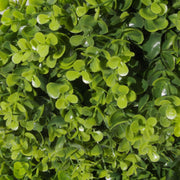 90cm Artificial Natural Look Wide Topiary Ball Tree UV Protected