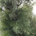 95cm Artificial Cedar Cypress Artificial Bushy Topiary Tree UV Protected
