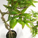 60cm Artificial Maple Bonsai Tree