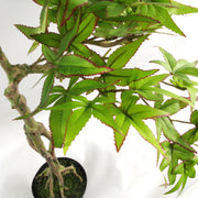 60cm Artificial Maple Bonsai Tree